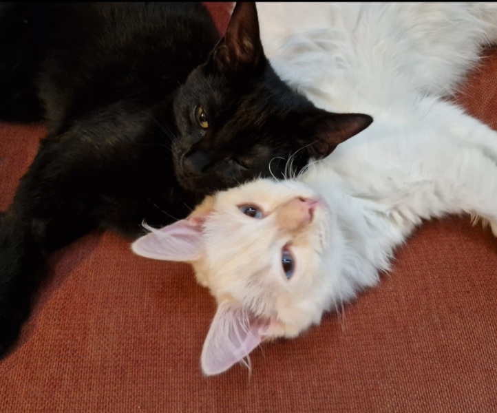 Cat pics to distract me