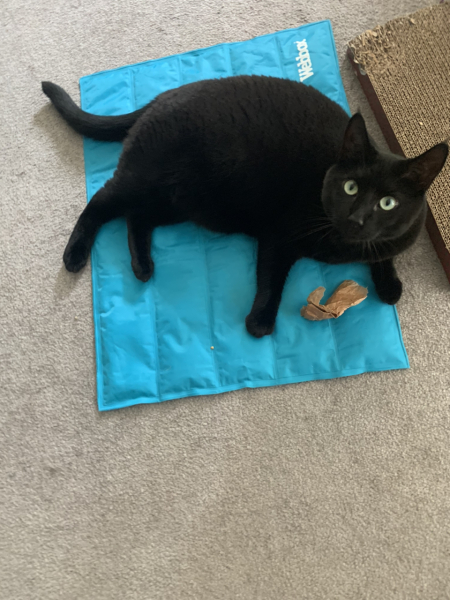 To tell my cat he is insane