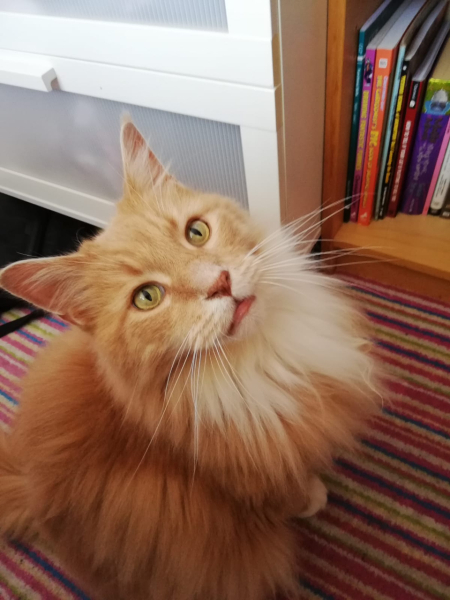 Please can I see your orange cats?