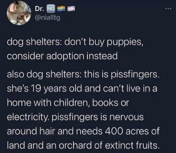 To find a UK family to adopt our foster dogs?