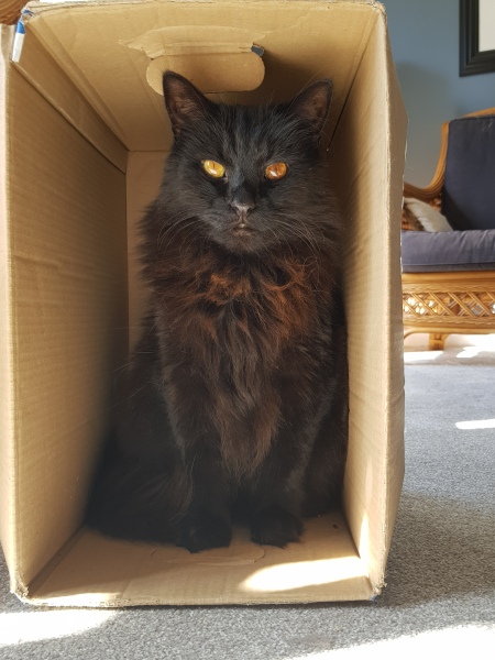 Further Adventures of the Excellent Cats