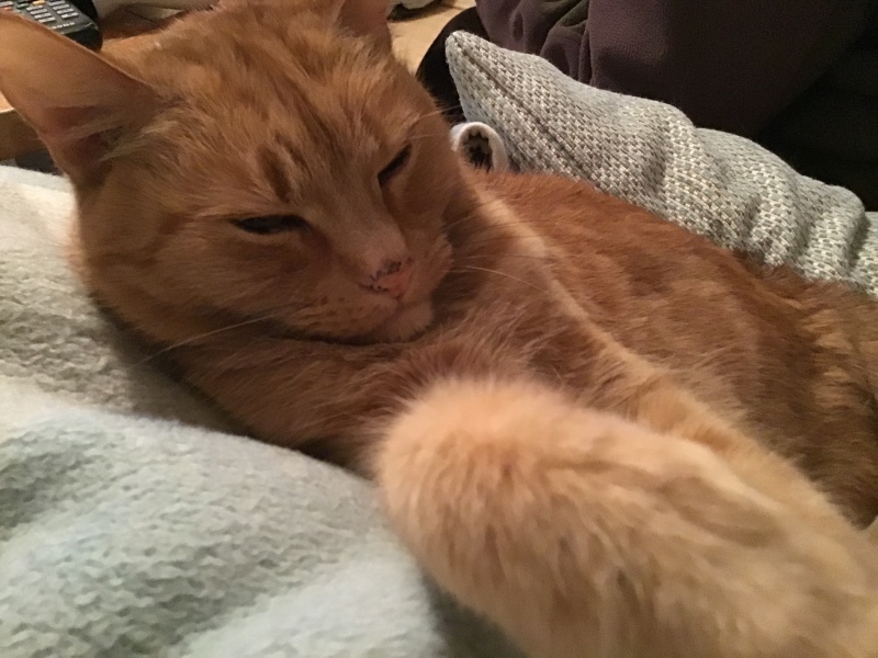 Please can I see your orange cats?