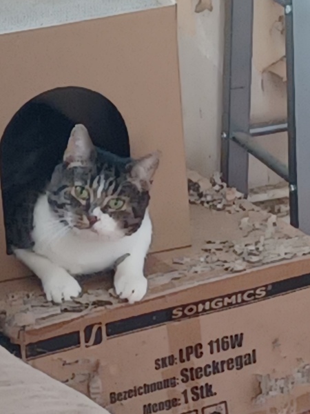 Further Adventures of the Excellent Cats