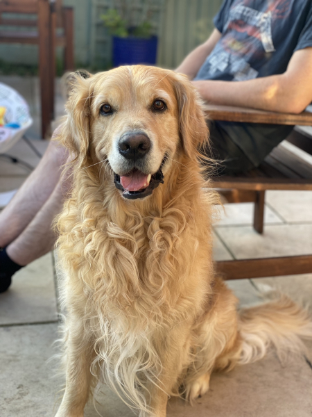 To start a positive dog thread