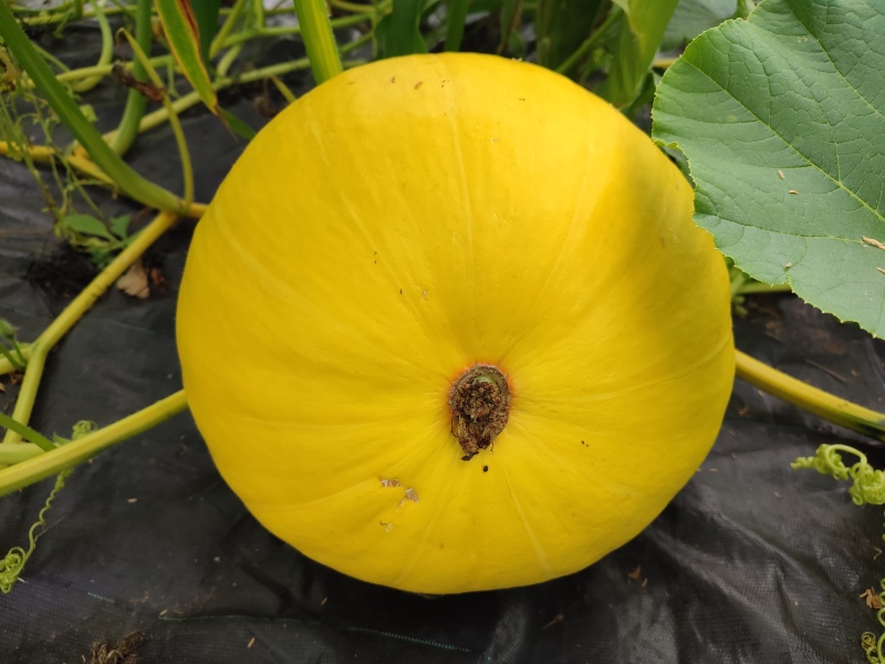 Early Summer weather watch