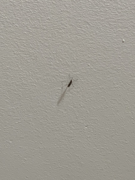 What are these fly things?!