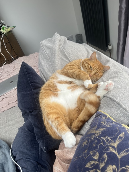Please can I see your orange cats?