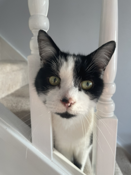 Further Adventures of the Excellent Cats