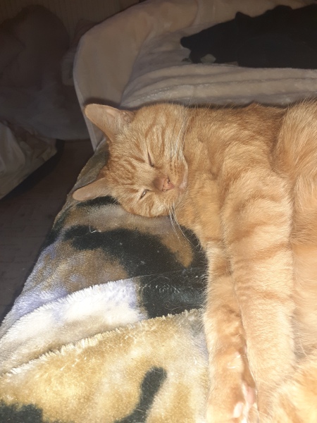 Please can I see your orange cats?