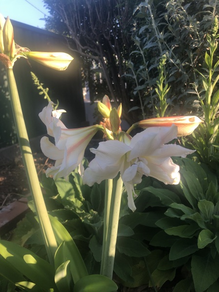 Who'd like an Amaryllis (Hippeastrum) thread?