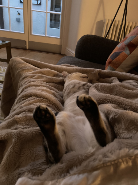 Cat scratching his face to bits