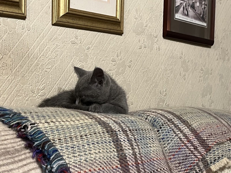 New kitten arrived