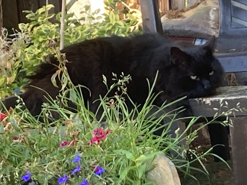 Further Adventures of the Excellent Cats