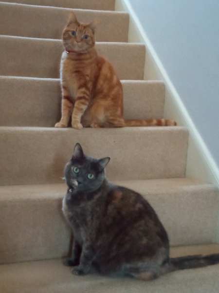 Please can I see your orange cats?