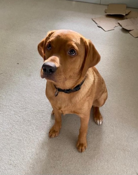 To start a positive dog thread