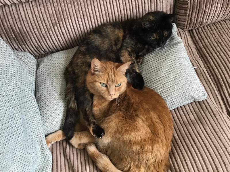 Please can I see your orange cats?