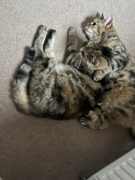 A thread for older cats 10+