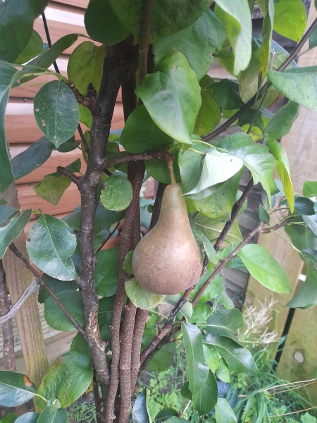 When do I pick my pear?