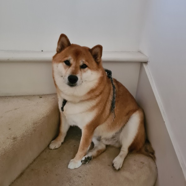 Itchy dog- supplements?