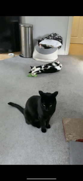 Further Adventures of the Excellent Cats