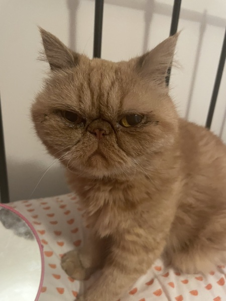 Do your cats demand to picked up and cuddled?