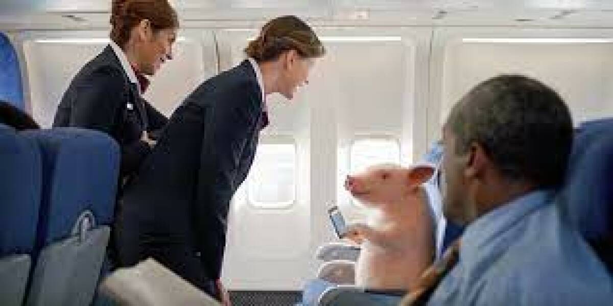 To want to take my 12kg dog in the plane cabin