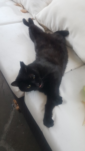 To tell my cat he is insane