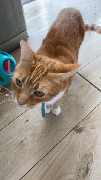 Please can I see your orange cats?