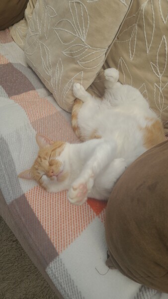 Please can I see your orange cats?