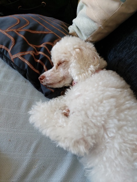 Poodle Network UK? 