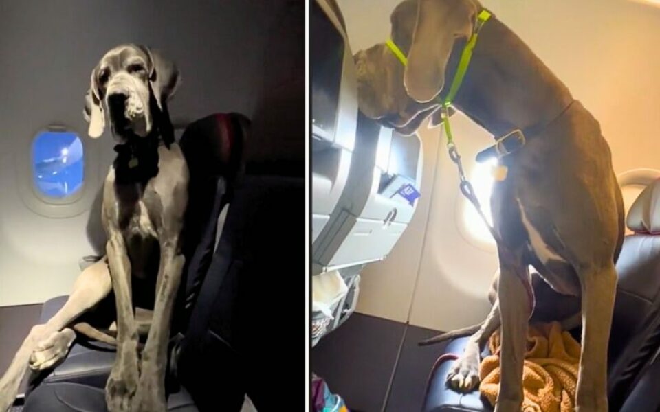 To want to take my 12kg dog in the plane cabin