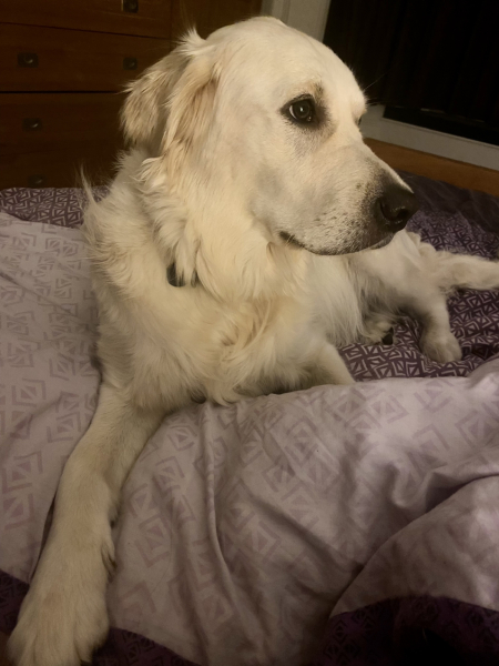 Puppy survival thread part 2