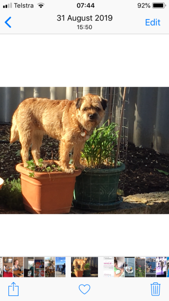 Please tell me about your Border Terriers