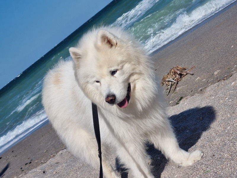 To start a positive dog thread