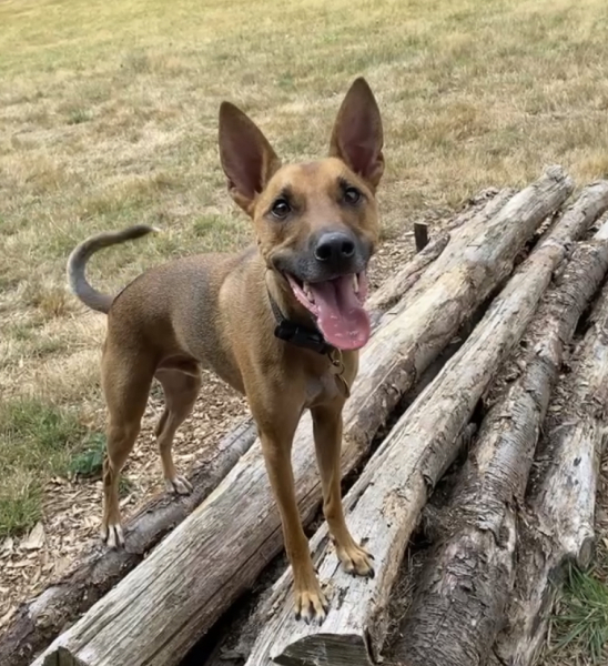 To start a positive dog thread