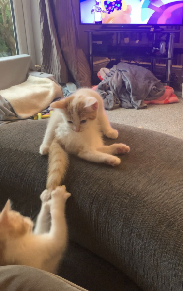 I wasn't expecting kittens to beg!
