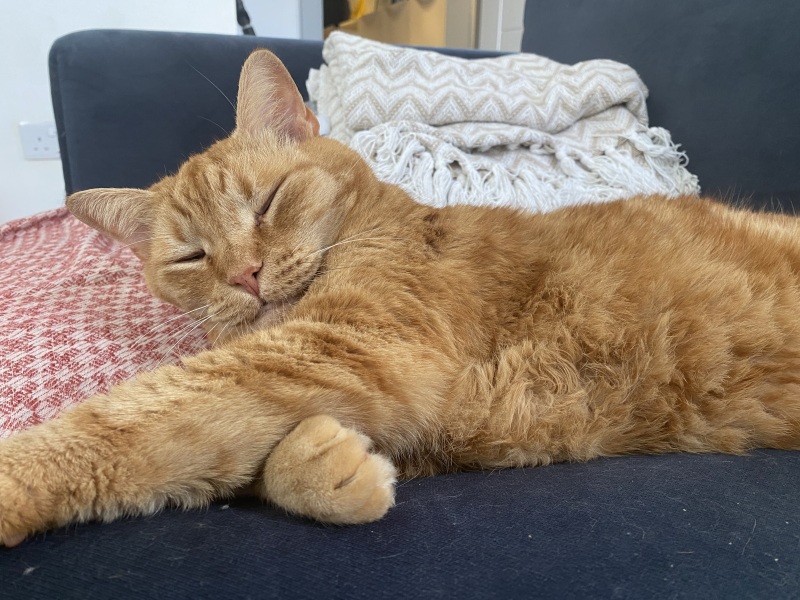 Please can I see your orange cats?