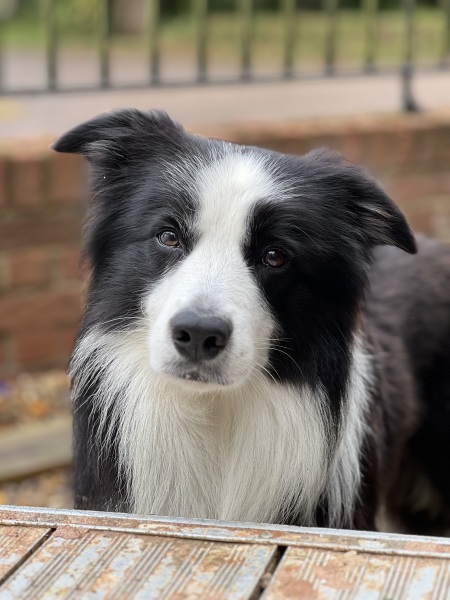 To start a positive dog thread