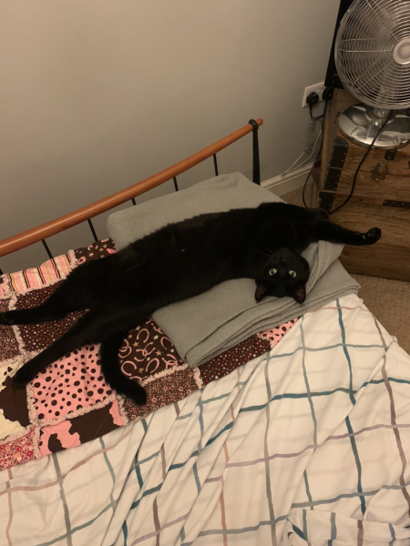 To tell my cat he is insane