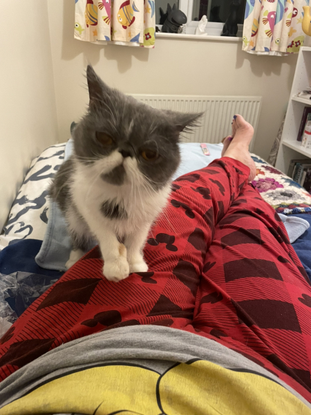 Potential new inmate at Toddler Towers.