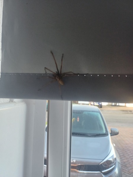 Just wanted to show off this bad boy (don't look if you don't like spiders)