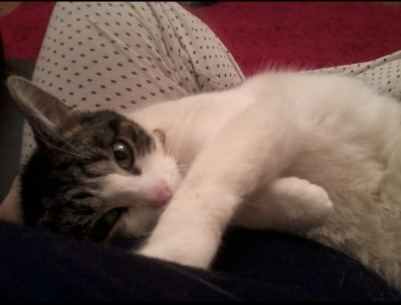 Dog just killed my cat