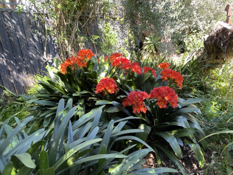 What is growing in your garden at the moment?