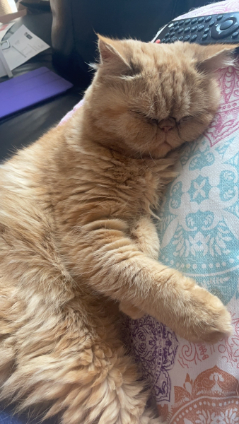 Potential new inmate at Toddler Towers.