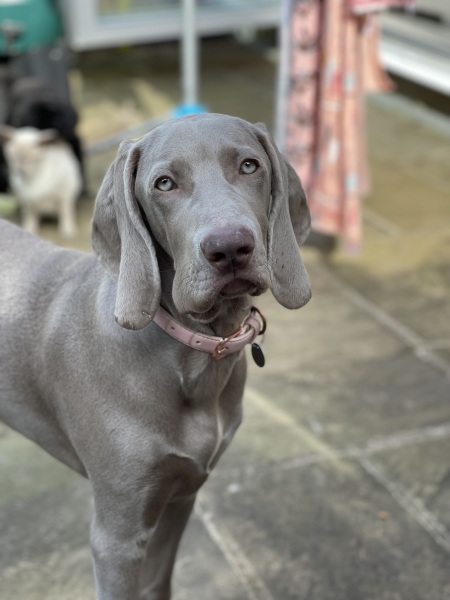 Puppy survival thread part 2