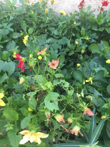 What is eating my plants?