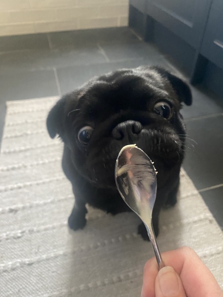 To start a positive dog thread
