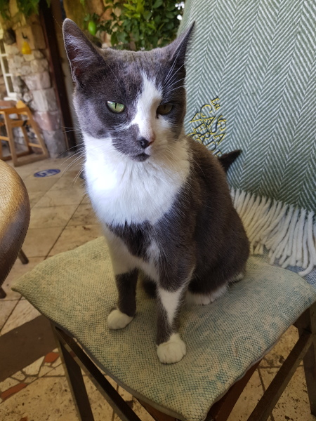 Further Adventures of the Excellent Cats