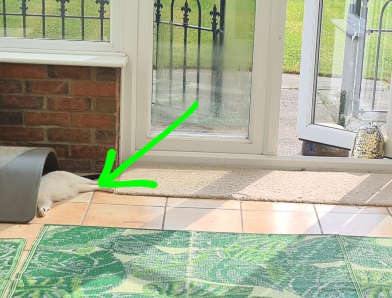 To tell my cat he is insane