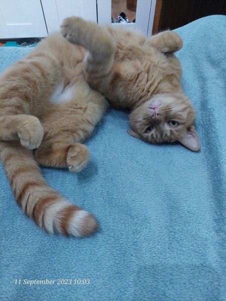 When should adopted cat visit vet